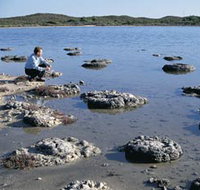 Lake Thetis Stromatolites - Accommodation Yamba