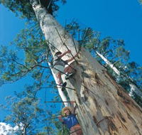 Dave Evans Bicentennial Tree - Accommodation Yamba