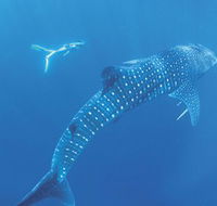 Ningaloo Marine Park - Accommodation Yamba