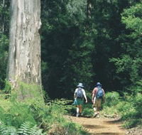 Gloucester Tree - Accommodation Yamba