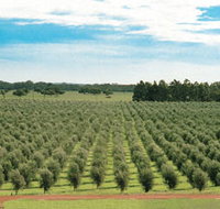 Fini Olives - Accommodation Yamba