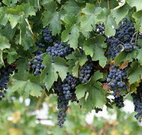 Capel Vale Wines - Accommodation Yamba