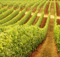Darlington Estate Winery and Restaurant - Accommodation Yamba
