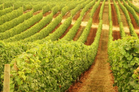 MadFish Wines Denmark - Accommodation Yamba 0