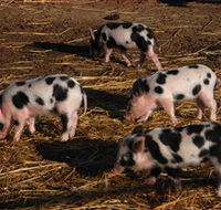 Will's Rare Breeds Farm - Accommodation Yamba