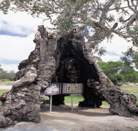 The Herbig Family Tree - Accommodation Yamba