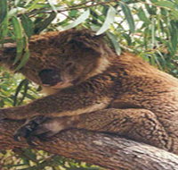 Mikkira Station - Accommodation Yamba