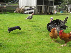 Echo Farm - Accommodation Yamba 0