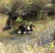 Tamar Island Wetlands Reserve and Interpretation Centre - Accommodation Yamba