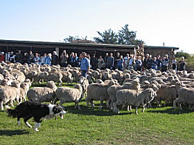 Curringa Farm - Accommodation And Farm Tours - Accommodation Yamba 0