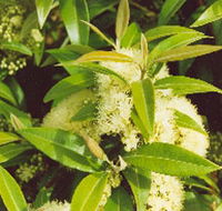 Tumbeela Native Bushfoods - Accommodation Yamba