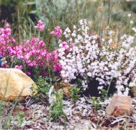 Stokes Bay Bush Garden - Accommodation Yamba
