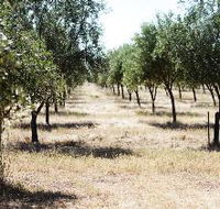 Talinga Grove Olive Oils - Accommodation Yamba