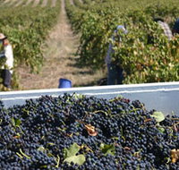 Rolf Binder Wines - Accommodation Yamba