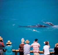 Whale Watching At Head Of Bight - Accommodation Yamba