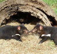 Wing's Wildlife Park - Accommodation Yamba