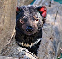 Trowunna Wildlife Sanctuary - Accommodation Yamba