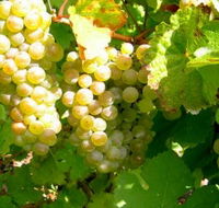 Winstead Vineyard - Accommodation Yamba