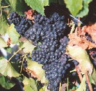 Darlington Vineyard - Accommodation Yamba