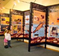 Platypus Experience - Accommodation Yamba