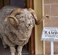 Tasmanian Wool Centre - Accommodation Yamba