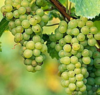 TP Vineyards - Accommodation Yamba