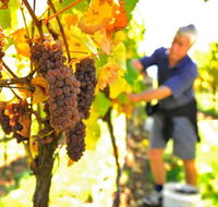 Native Point Wines - Accommodation Yamba