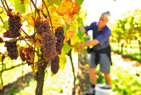 Native Point Wines - Accommodation Yamba 0