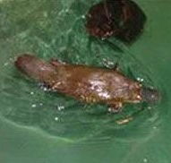 Platypus House - Accommodation Yamba