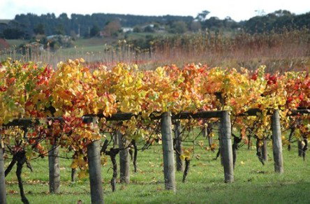 Apsley Gorge Vineyard - Accommodation Yamba 0