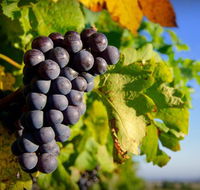 Panorama Vineyard - Accommodation Yamba