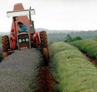 Bridestowe Lavender Farm - Accommodation Yamba