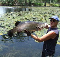 Barra Feeding - Accommodation Yamba