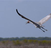 Gayngaru Wetlands Interpretive Walk - Accommodation Yamba