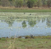 Leaning Tree Lagoon Nature Park - Accommodation Yamba