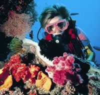 Cook Island Dive Site - Accommodation Yamba