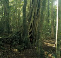 Lamington National Park Binna Burra Section - Accommodation Yamba