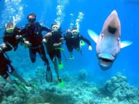 Jew Shoal Dive Site - Accommodation Yamba 0
