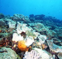 Mudjimba Old Woman Island Dive Site - Accommodation Yamba