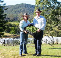 Hinterland Feijoas - Accommodation Yamba