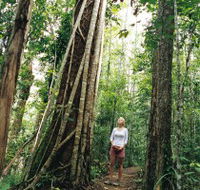 Wet Tropics - Accommodation Yamba