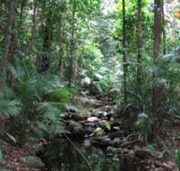 Mossman Gorge Rainforest Circuit Track Daintree National Park - Accommodation Yamba