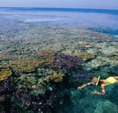 Split Bommie Dive Site - Accommodation Yamba