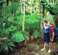 Mount Sorrow Ridge Trail Daintree National Park - Accommodation Yamba