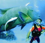 Turtle Bay Dive Site - Accommodation Yamba