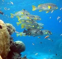 Coral Gardens Dive Site Flynn Reef - Accommodation Yamba