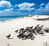 Michaelmas and Upolo Cays National Park - Accommodation Yamba