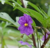 Alpha Native Flower Garden - Accommodation Yamba