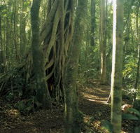 Mount Bithongabel - Accommodation Yamba