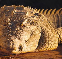Koorana Crocodile Farm - Accommodation Yamba